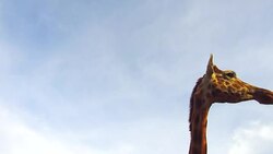 giraffe in africa Stock Footage