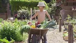 Shirtless Boy Carrying Vegetables In Wheel Barrow Stock Footage