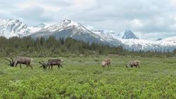 Dog use now allowed for black bear hunting in Alberta News Clip