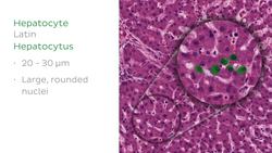 Liver histology Instructional Video