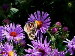 Biodiversidad: comparando la biodiversidad Instructional Video