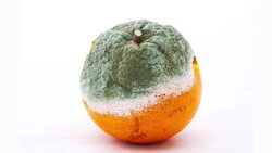 What To Do If You Accidentally Eat Mold Instructional Video