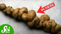 We Keep Finding Fossils in VERY Weird Places... Instructional Video