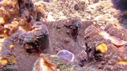 Great Barrier Reef in fourth mass bleaching event since 2016 News Clip