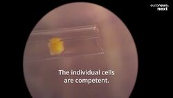 These scientists say they’ve created the world’s first 'living robots' that can reproduce News Clip