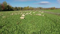 Climate change, severe weather top issues for Canadian farmers News Clip