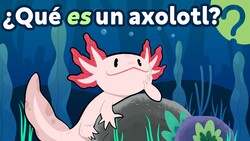 Why are AXOLOTLS ✨magic✨? Instructional Video