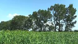 Sorghum bicolor bio in the field of cereal crops, an agricultural plant green, grown as cereal flour production and for feed and technical purposes, much cultivation in India, Chad or Sudan Stock Footage