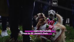 Yappy holidays: Dogs in Christmas sweaters parade through London to support rescue charities News Clip