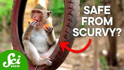 Why Scurvy Doesn't Make Sense to Science Instructional Video