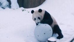 Pandas Chilling at the San Diego Zoo on a Chilly Snow Day! Instructional Video