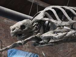 Fósiles fascinantes: introducción Instructional Video