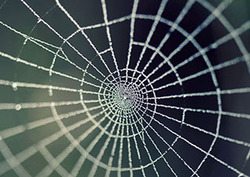 Spirals in Nature Instructional Video