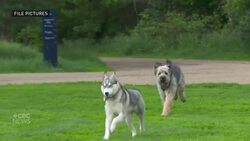 Here's a look at some of Edmonton's animal bylaw changes News Clip