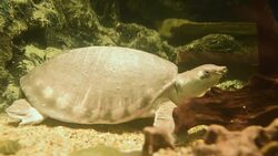 aquatic organisms Stock Footage