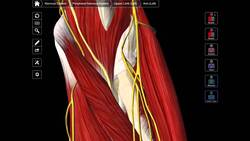 A Review Of The Anterior Forearm Instructional Video