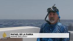 Mexico's push to protect threatened whale sharks News Clip
