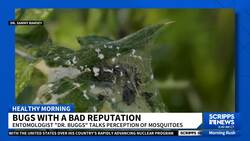 Should mosquitos be eradicated? News Clip