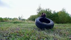 Dog carries a car tire in teeth. Forest. Slow motion Stock Footage