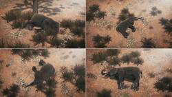 356 dead elephants — killer finally found Instructional Video