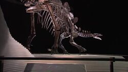 Sophie the Stegosaurus skeleton at the Natural History Museum News Clip
