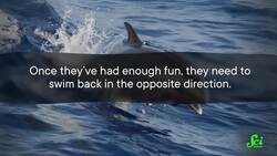 Adorable Dolphin Kiddos Play Like Us Instructional Video