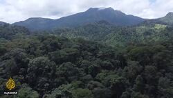 Sierra Leoneans race to save endangered chimpanzees News Clip