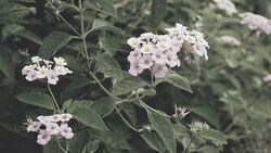 Pretty Lantana flowers bloom. Stock Footage