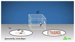 6 Natural Medicines (Maybe) Used by Animals | Zoopharmacognosy Instructional Video