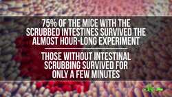 Oxygen Enemas Could Save Lives Instructional Video