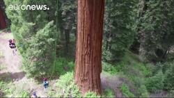 Cloning giant sequoias to battle climate change News Clip
