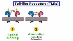 Pattern Recognition Receptors Instructional Video