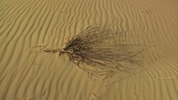 Desert landscape draws tourists Instructional Video