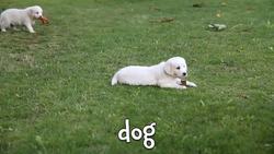 Baby Farm Animals! Cute Videos of Baby Animals for Kids Instructional Video