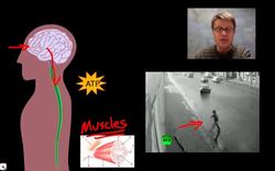 Fight or Flight Response Instructional Video