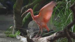 Wild But True: How Scarlet Ibis Get Their Vibrant Color Instructional Video