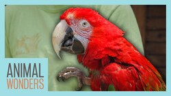 Training Scarlet the Macaw for Shows Instructional Video
