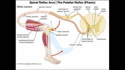 The Muscle Spindle Reflex Arc [Stretch or Patellar Reflex] Instructional Video