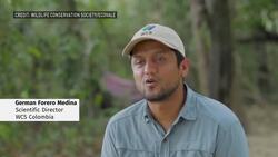 Babies hatch in world’s largest assembly of turtles News Clip