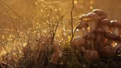 Armillaria Mushrooms of honey agaric In a Sunny forest in the rain. Stock Footage