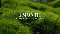 A Terrarium Ecosystem After 1 Month Instructional Video