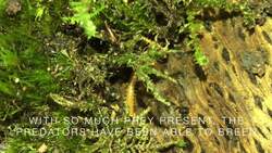 A Terrarium Ecosystem After 1 Month Instructional Video