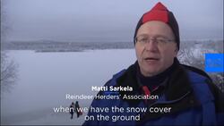 Reindeer now smaller and lighter due to climate change, study finds News Clip