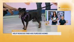 Paws & Pals: 4-year-old Roscoe now up for adoption with Best Friend News Clip