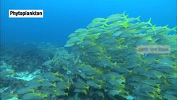 NASA | Carbon in the Ocean Instructional Video