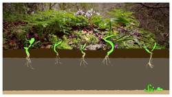 North America’s Destructive, Invasive… Earthworms Instructional Video