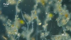 What Is Mold and Why Does It Love Bread? Instructional Video