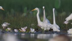 Flock of birds in lotus  flowers pond Stock Footage