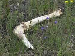 Explorando fósiles: formación de fósiles Instructional Video