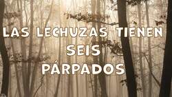 I WONDER - Do Owls Have Eyelids? Me Pregunto - Las Lechuzas Tienen Párpados? Instructional Video